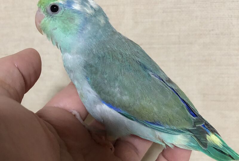 画像1736：飼い主様募集中のマメルリハ