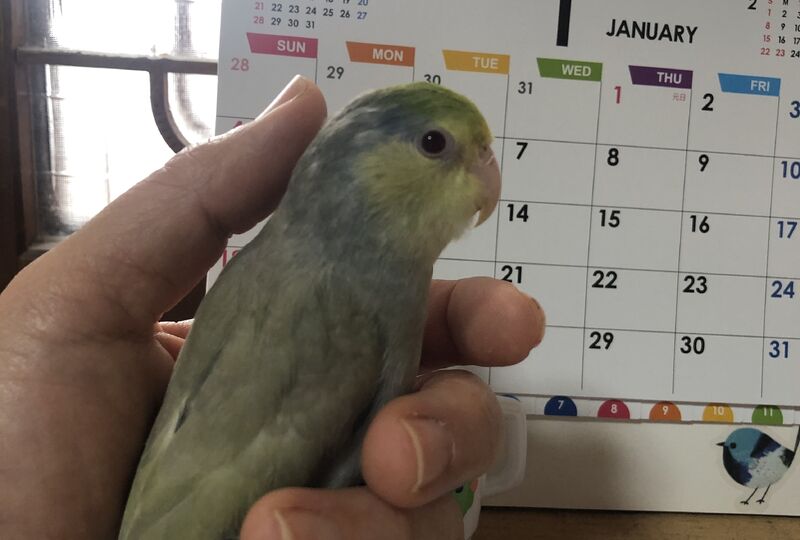 画像1741：マメルリハターコイズ価格を見直しました