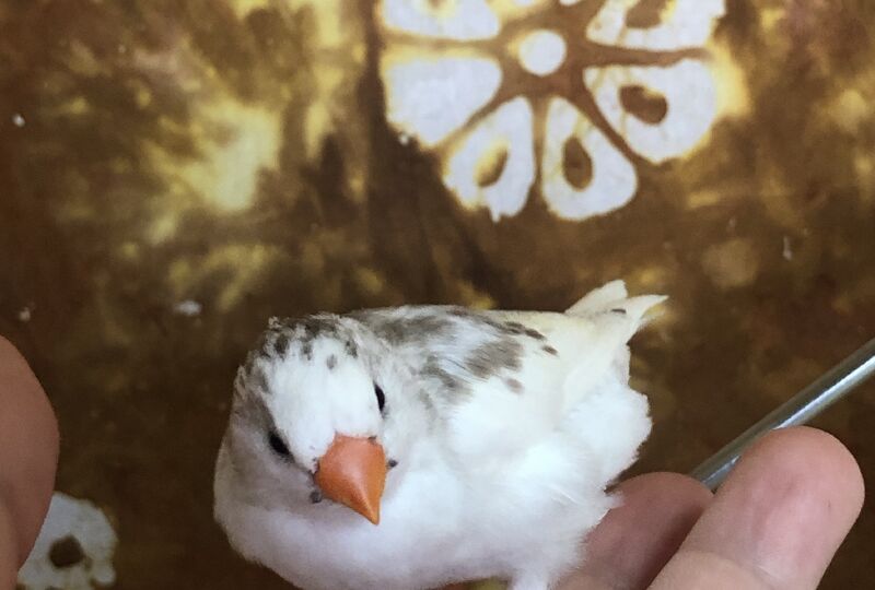 画像1747：キンカチョウ雛飼い主様募集中